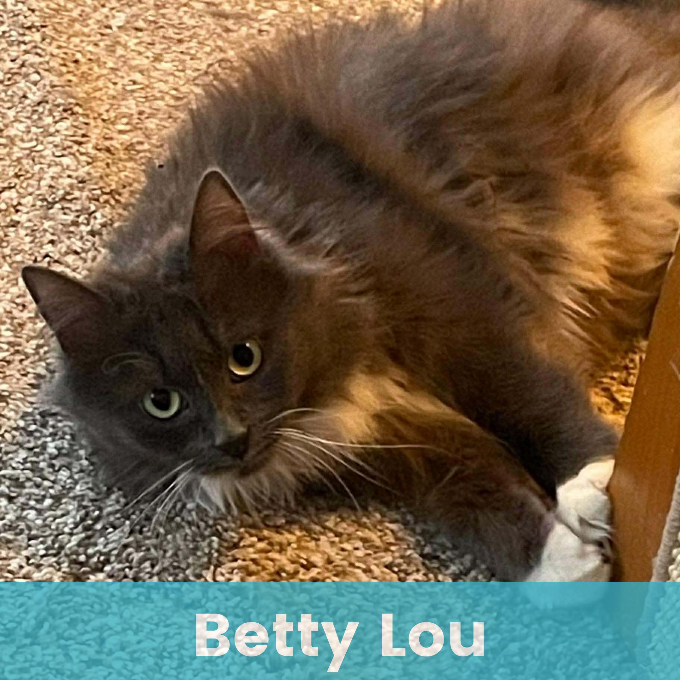 Betty Lou, Adoptable, Young Female Domestic Long Hair.
