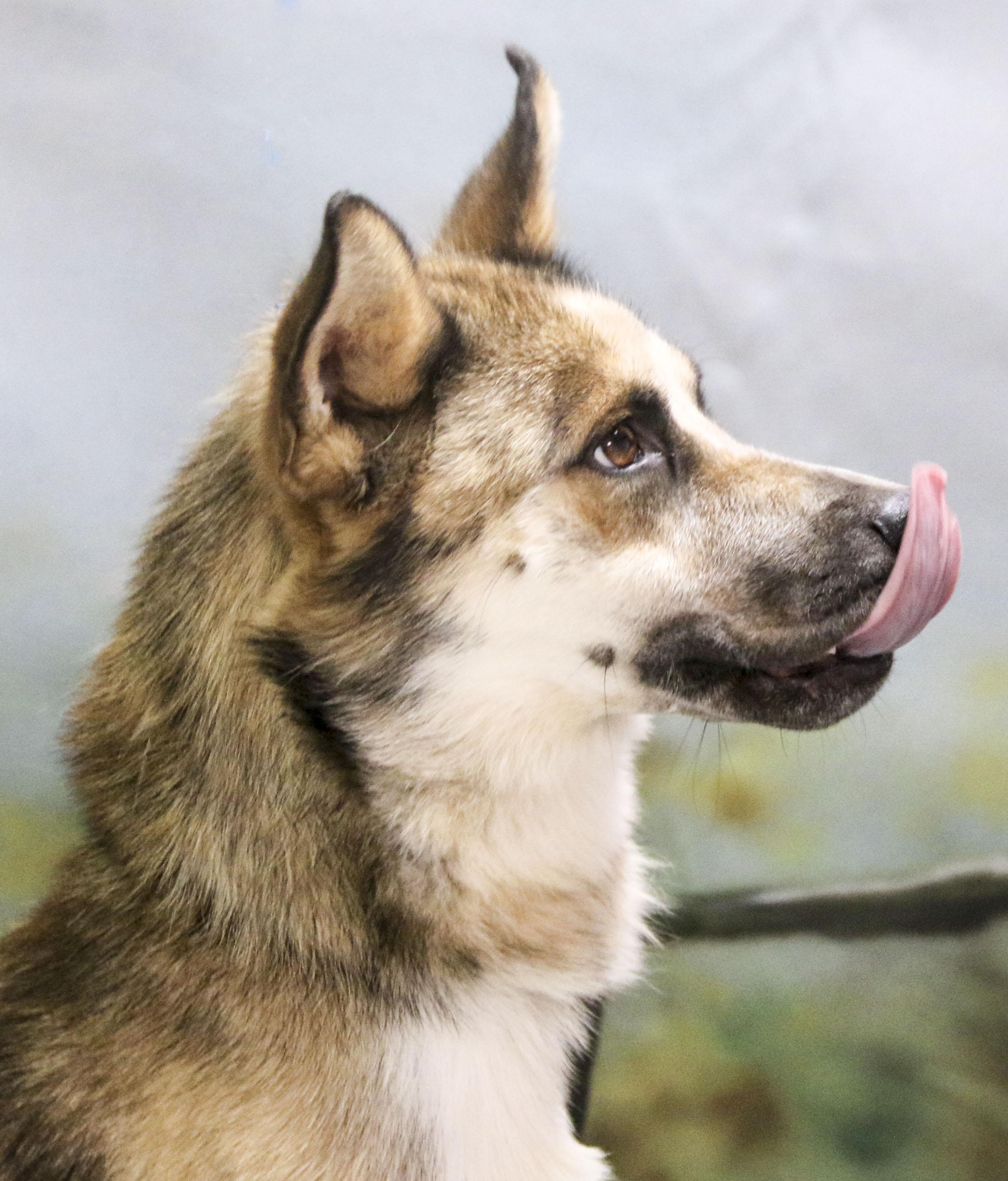 Enlarge Chase, a Adoptable mixed breed in Casa Grande, AZ image 1/4