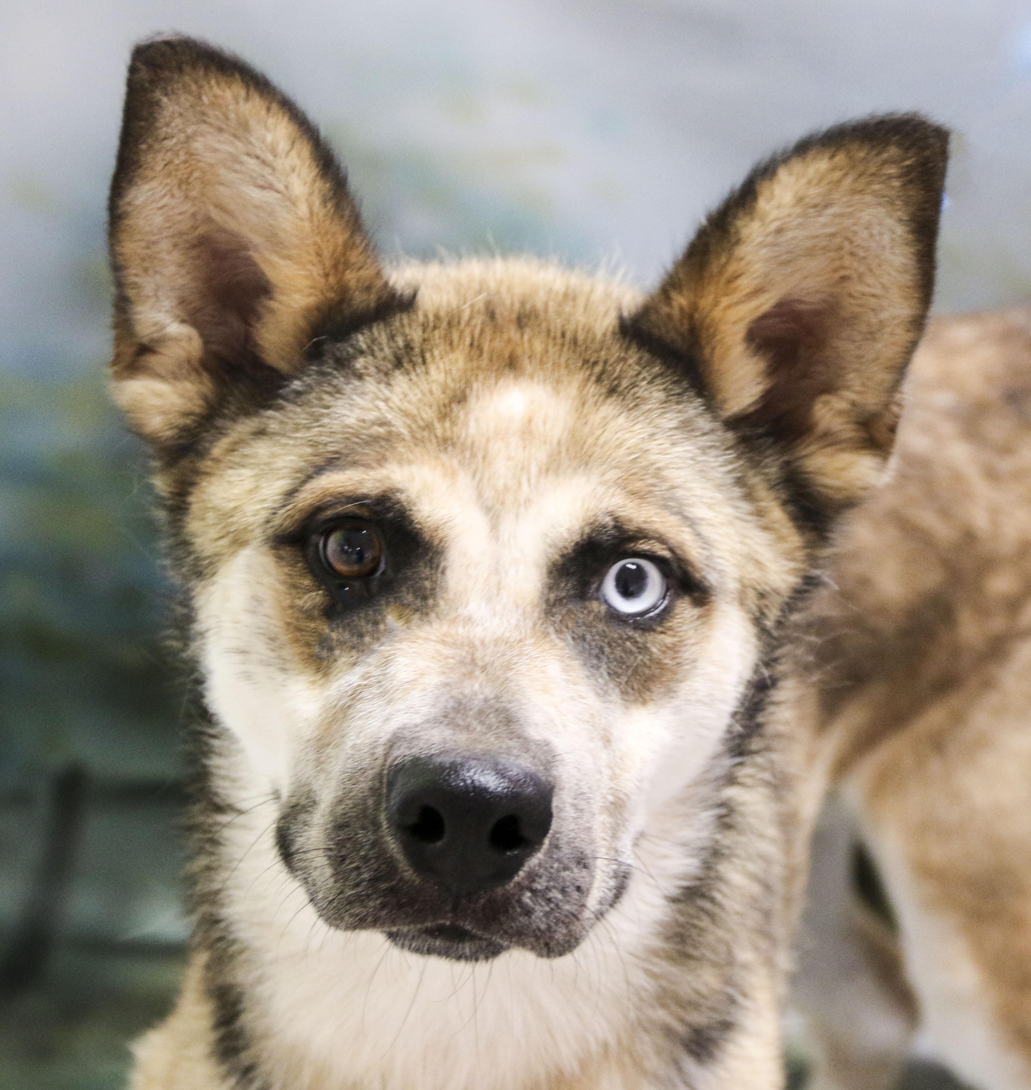 Enlarge Chase, a Adoptable mixed breed in Casa Grande, AZ image 2/4