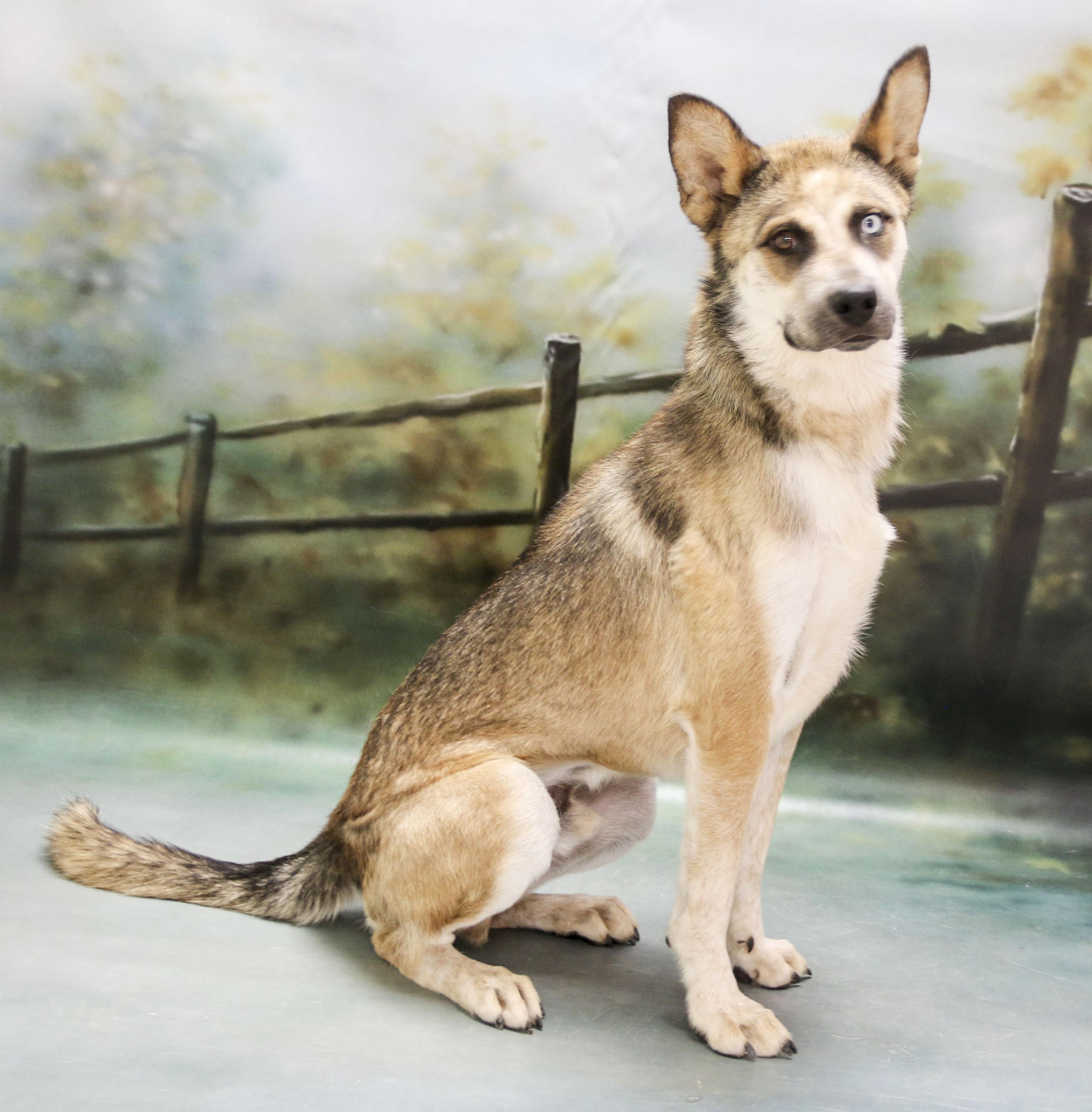 Enlarge Chase, a Adoptable mixed breed in Casa Grande, AZ image 3/4