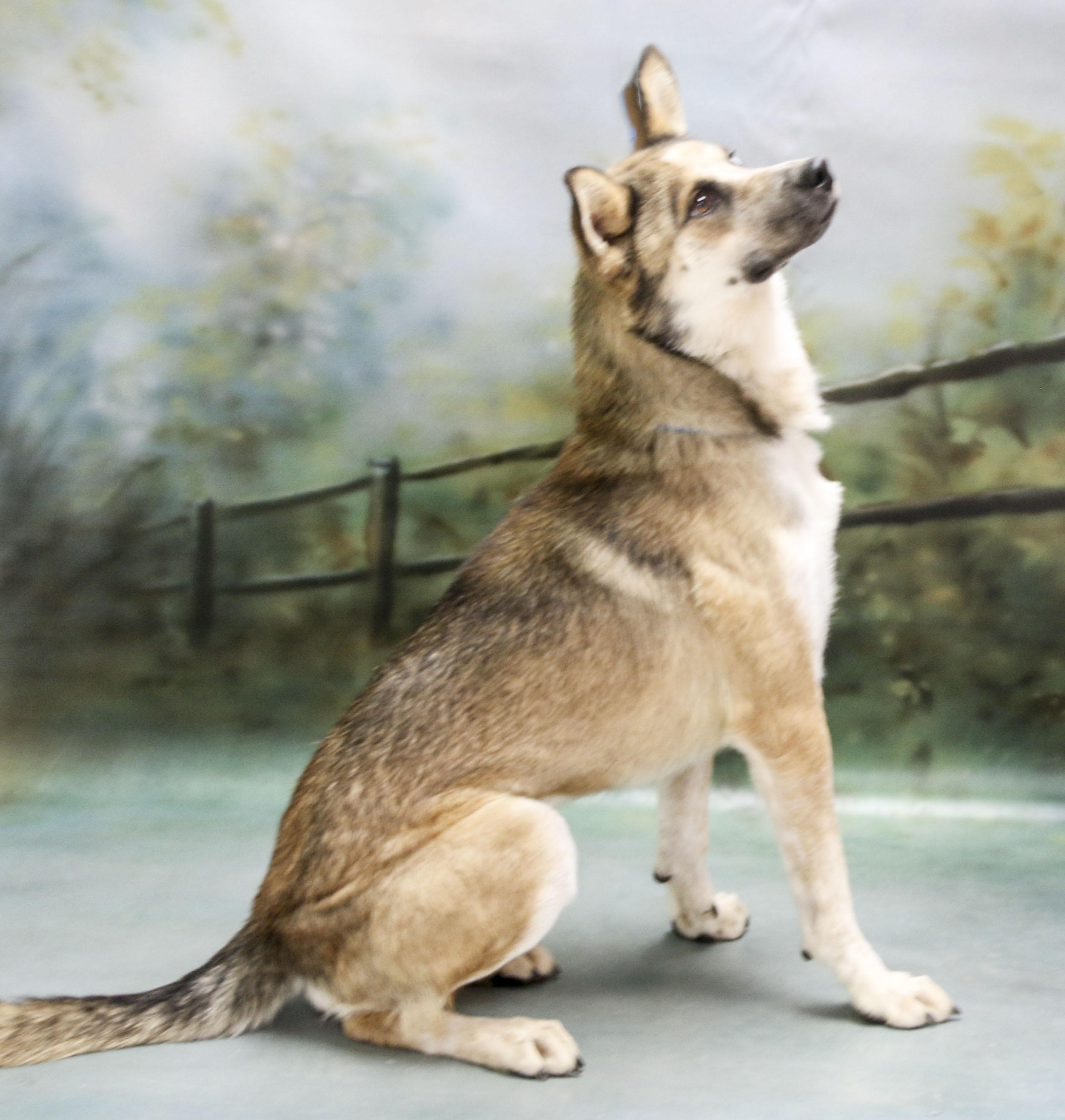 Enlarge Chase, a Adoptable mixed breed in Casa Grande, AZ image 4/4