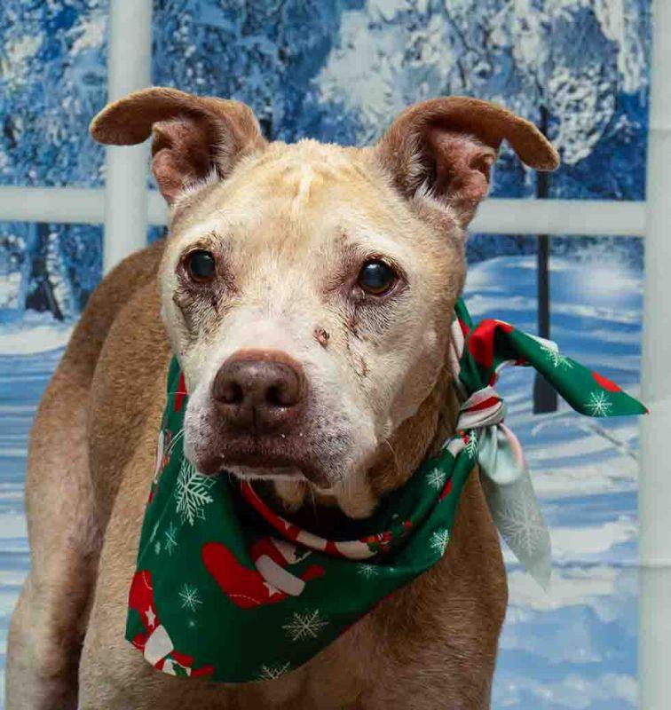 Poinsettia, ADOPTABLE, Adult Female Terrier.
