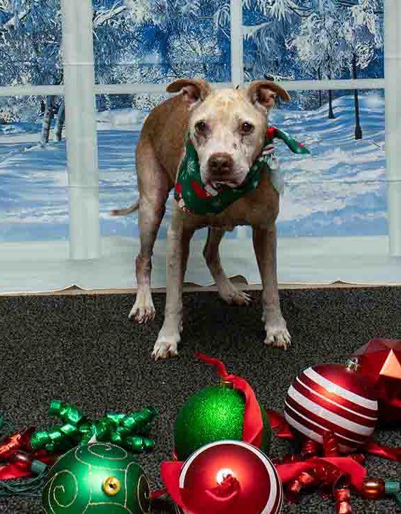 Enlarge Poinsettia, a ADOPTABLE mixed breed in Sanford, FL image 2/3