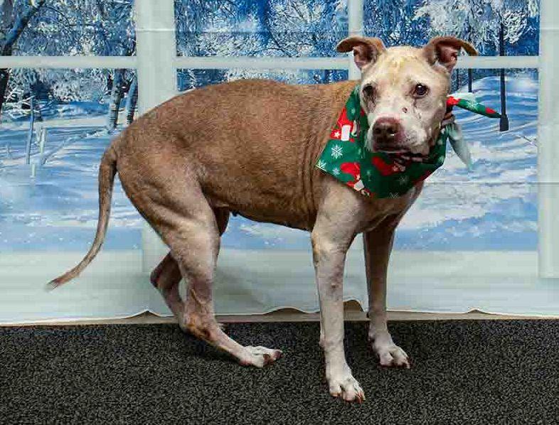 Enlarge Poinsettia, a ADOPTABLE mixed breed in Sanford, FL image 3/3