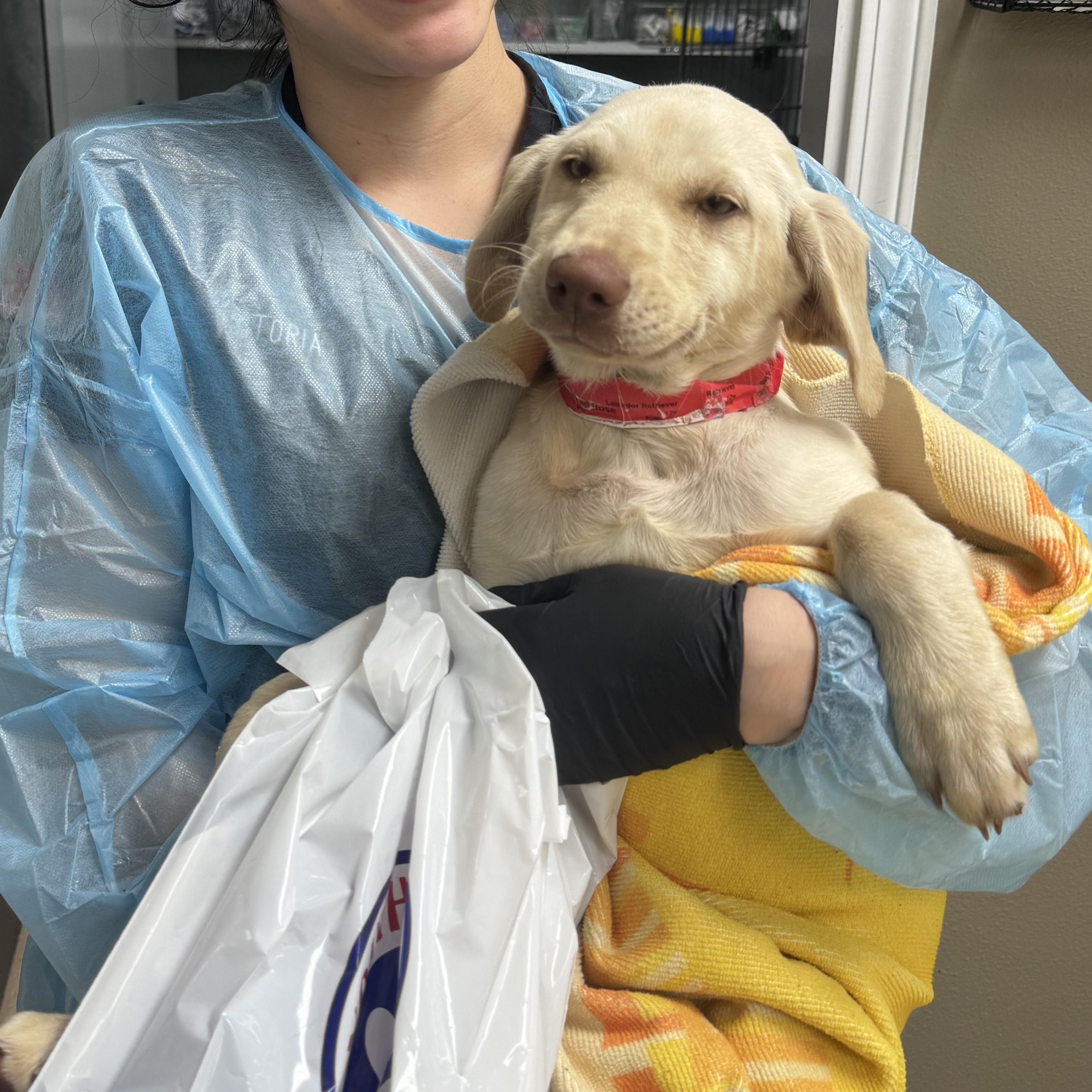 Roquefort thumbnail 2