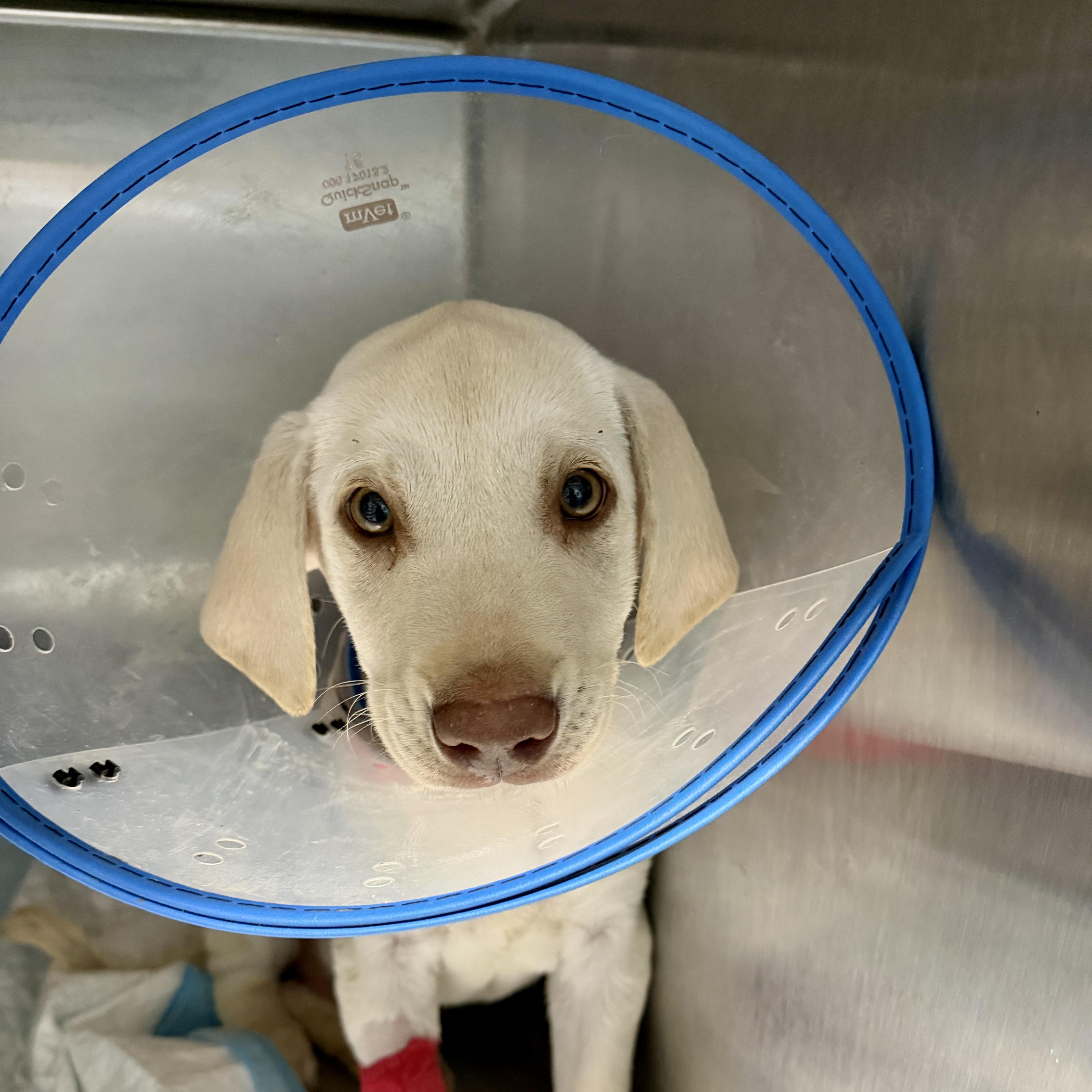 Roquefort thumbnail 3