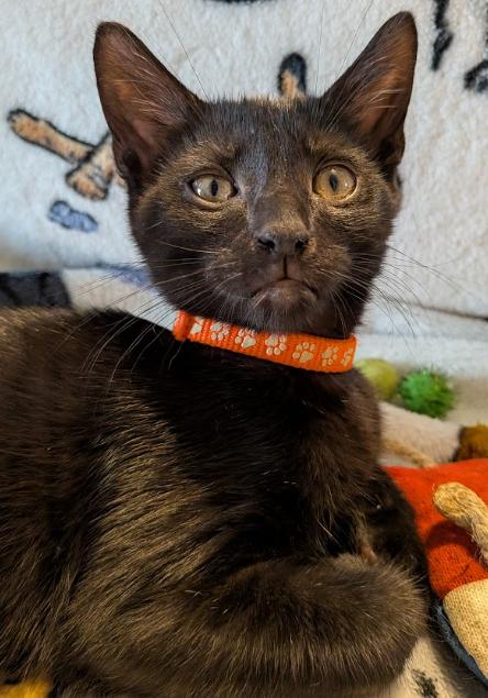 Enlarge Nacho, a Adoptable Domestic Short Hair in Indianapolis, IN image 2/3