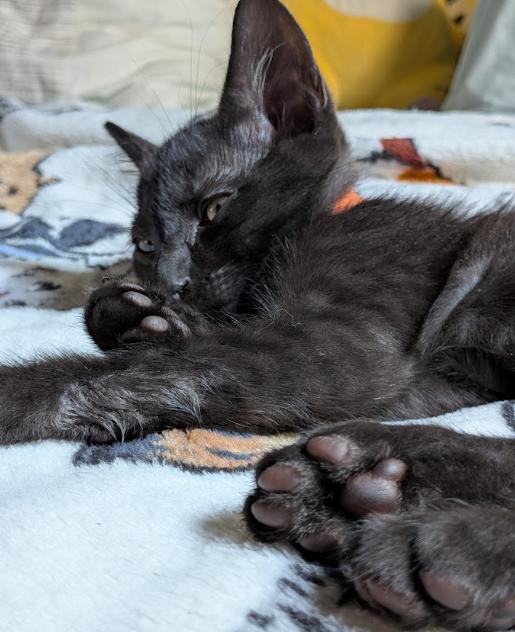 Nacho, Adoptable, Kitten Male Domestic Short Hair.