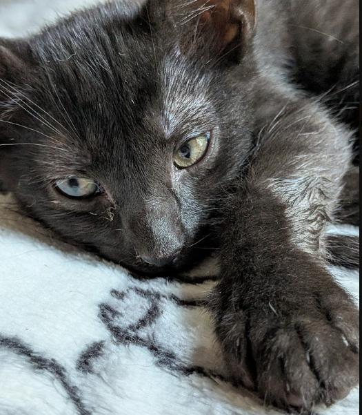 Enlarge Nacho, a Adoptable Domestic Short Hair in Indianapolis, IN image 3/3