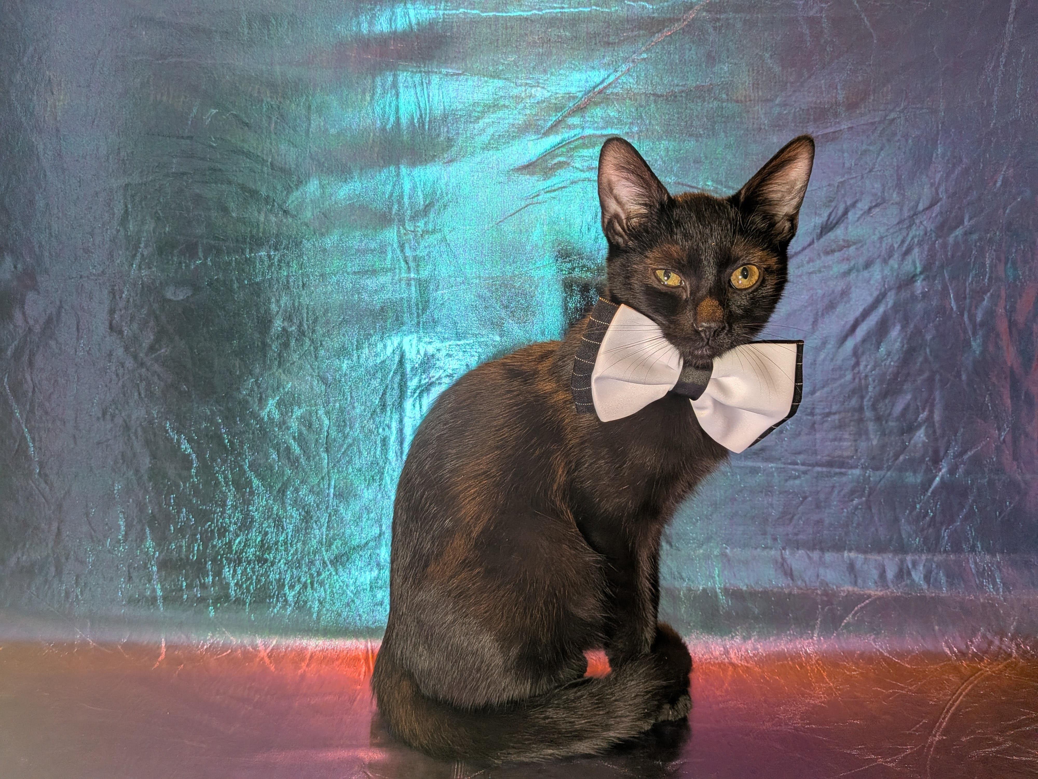 Enlarge Nacho, a Adoptable Domestic Short Hair in Indianapolis, IN image 2/5