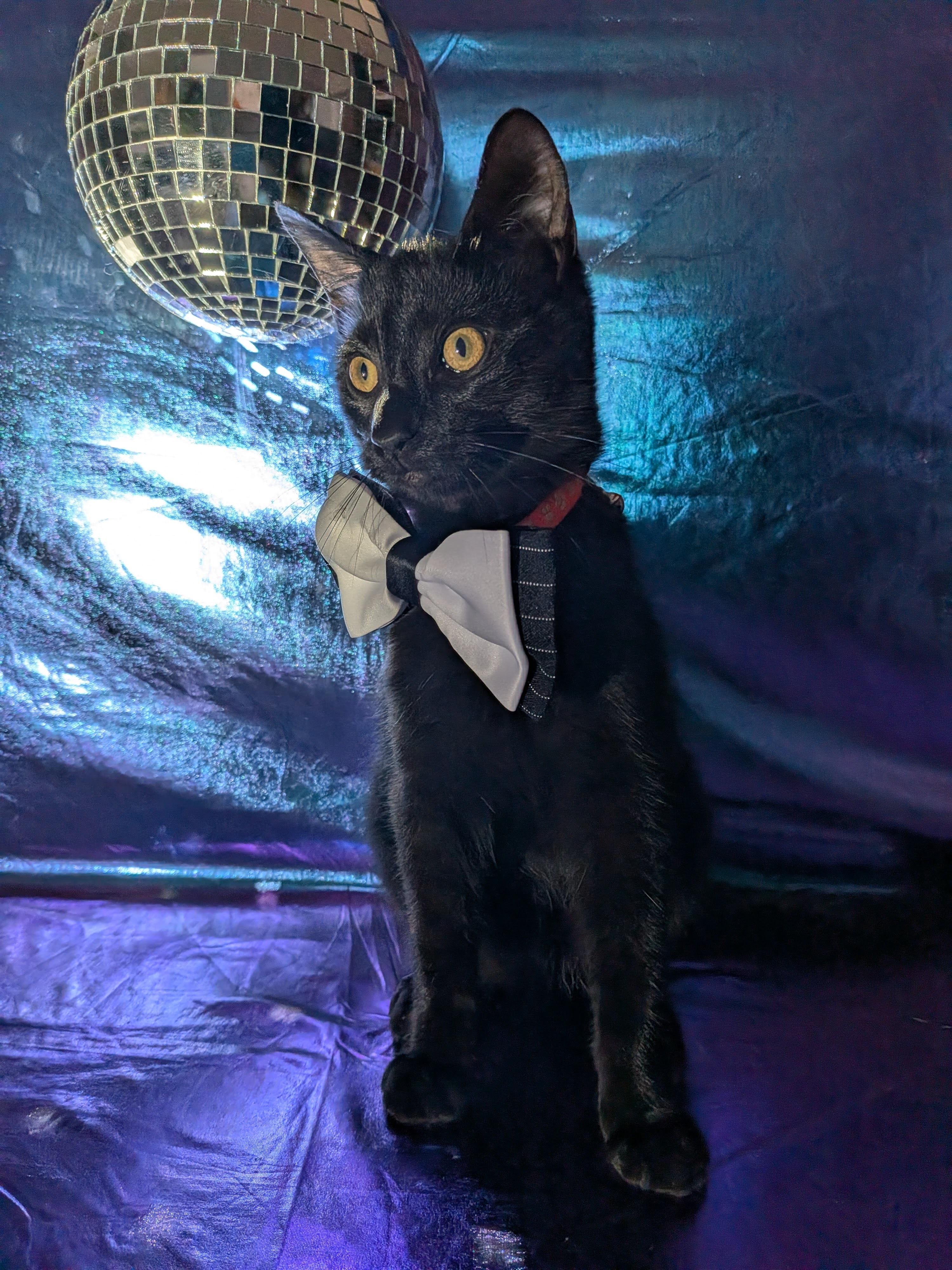 Nacho, Adoptable, Kitten Male Domestic Short Hair.