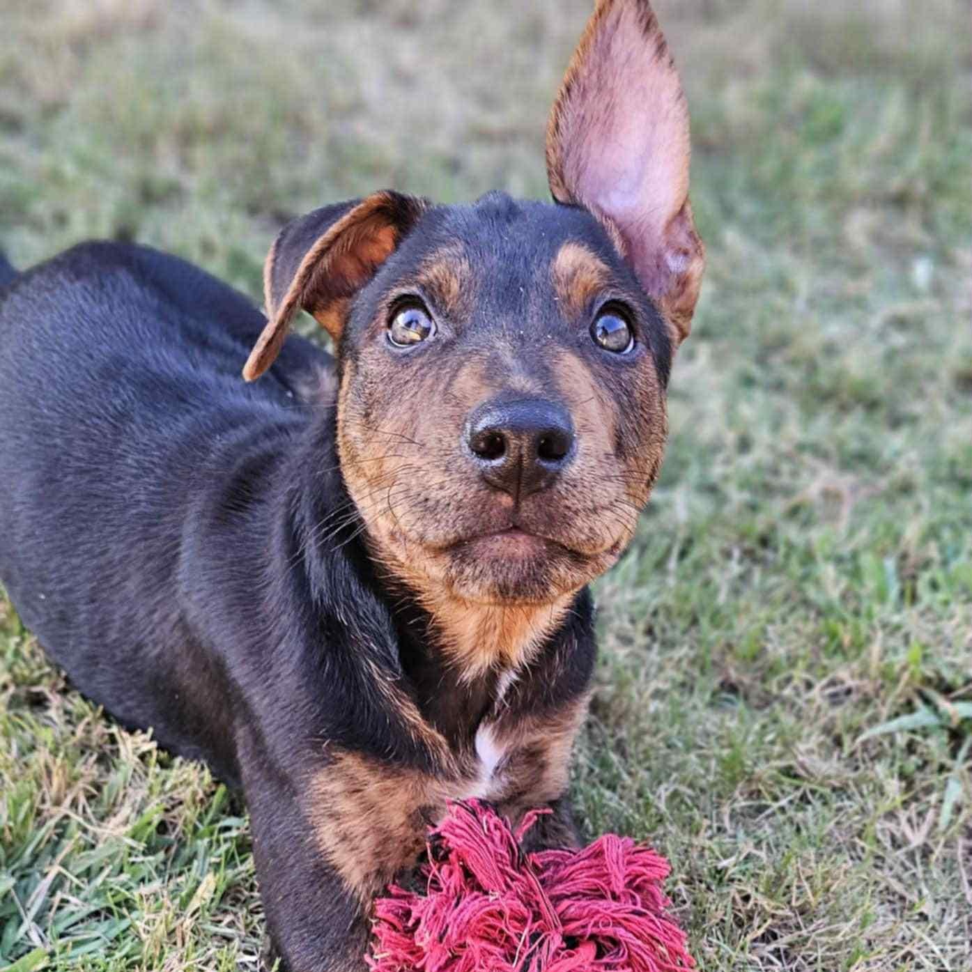 Frankie