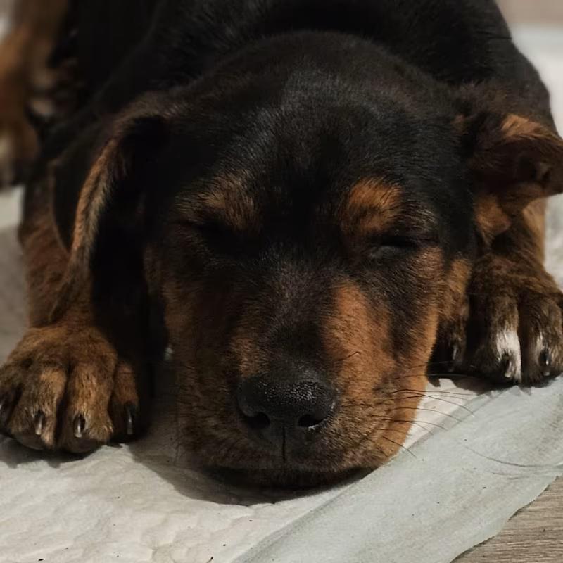 Frankie