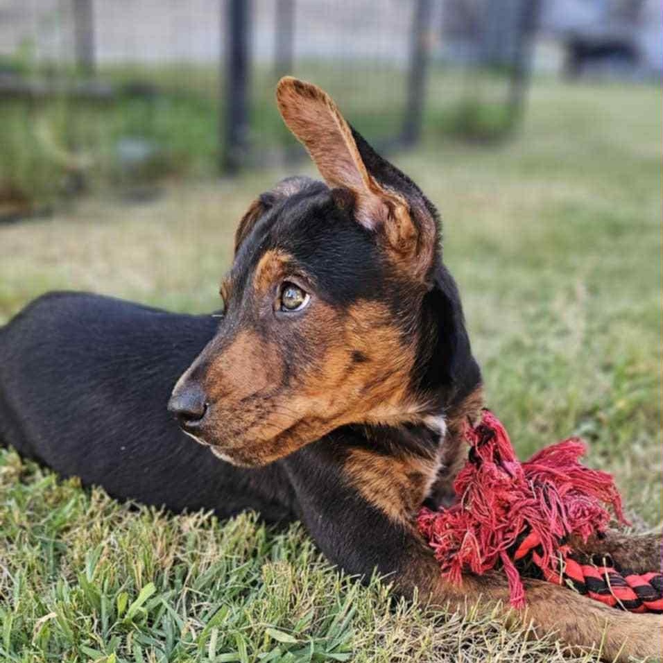 Frankie