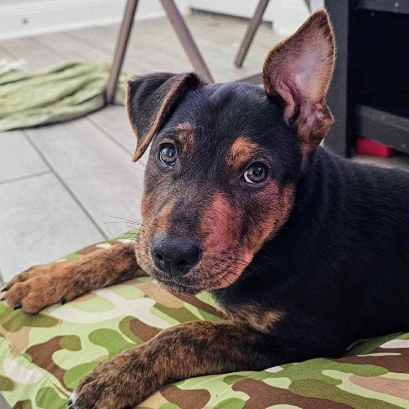 Frankie