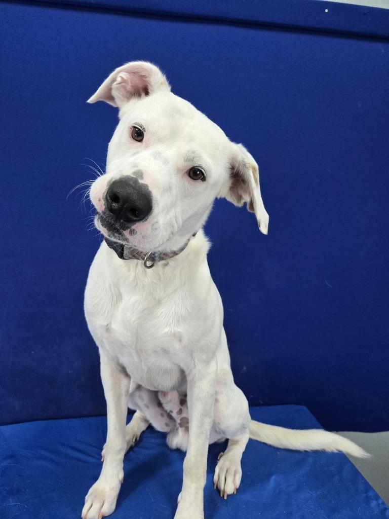 Patriot, Adoptable, Adult Male Mixed Breed.