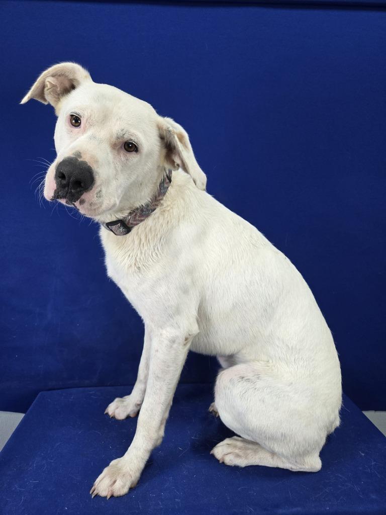 Enlarge Patriot, a Adoptable Mixed Breed in Ruston, LA image 2/6