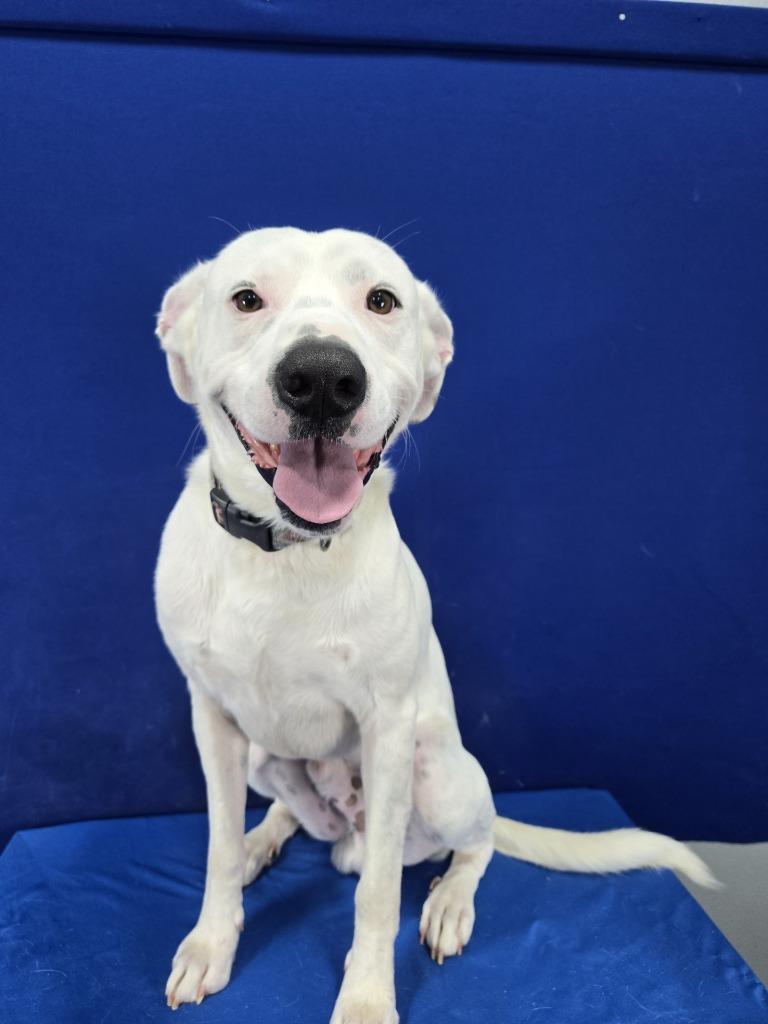 Enlarge Patriot, a Adoptable Mixed Breed in Ruston, LA image 3/6