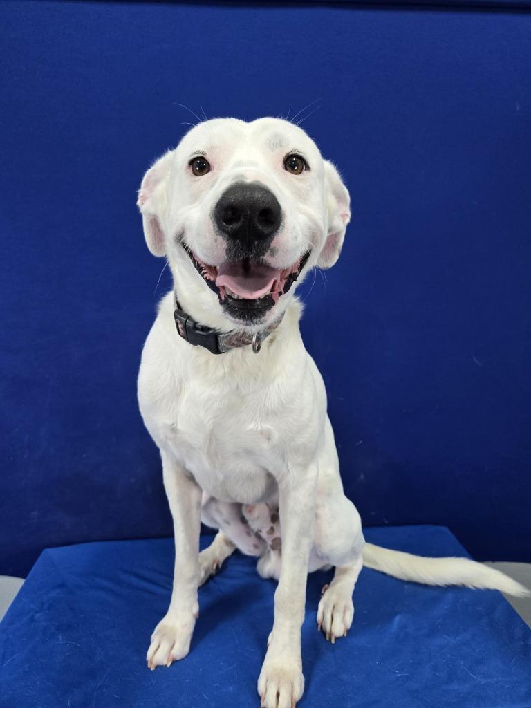 Enlarge Patriot, a Adoptable Mixed Breed in Ruston, LA image 4/6