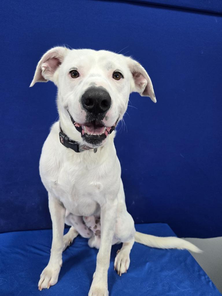 Enlarge Patriot, a Adoptable Mixed Breed in Ruston, LA image 5/6