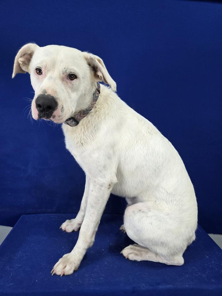 Enlarge Patriot, a Adoptable Mixed Breed in Ruston, LA image 6/6