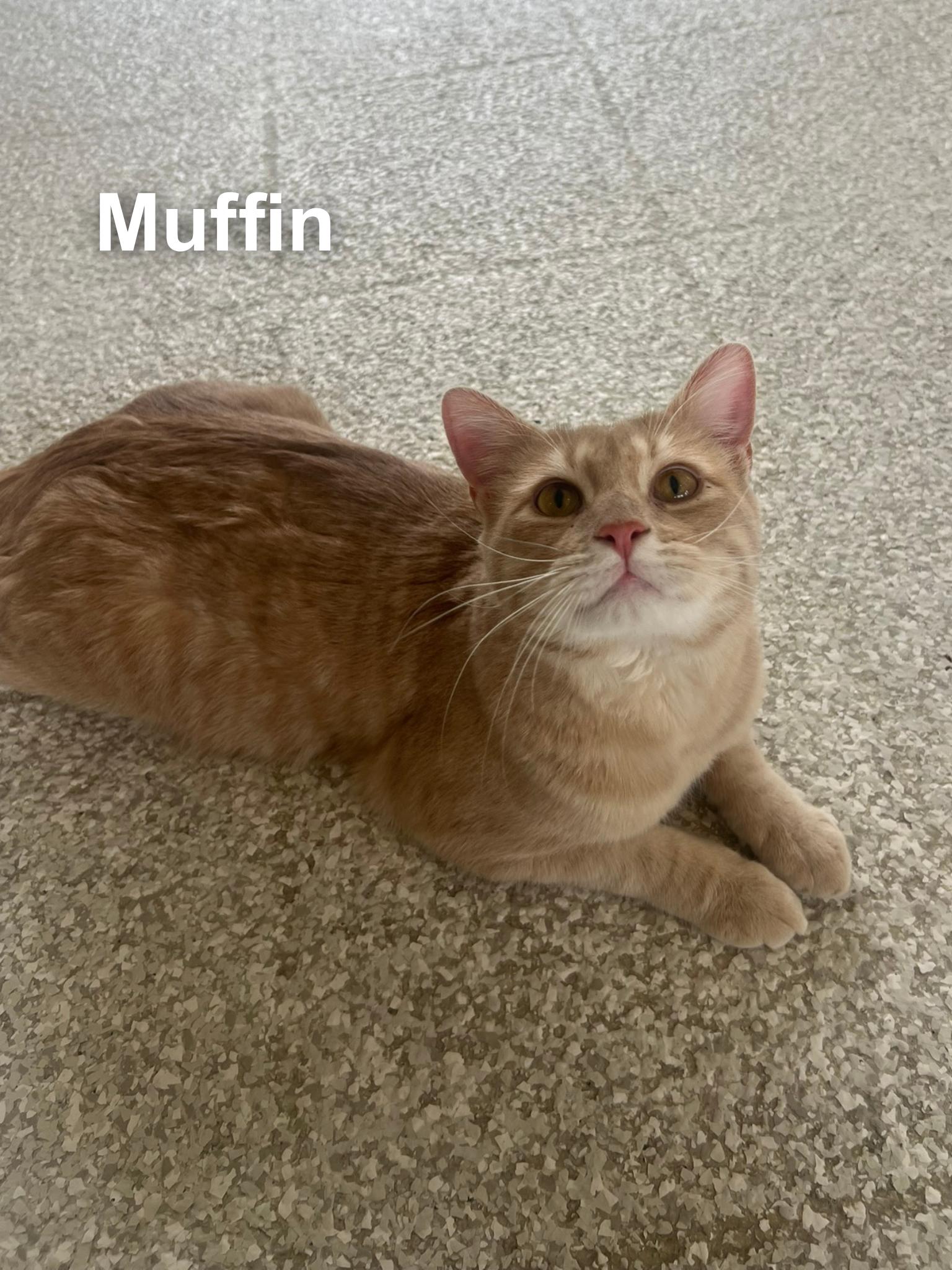 Enlarge Muffin, a ADOPTABLE Domestic Short Hair in Cincinnati , OH image 3/5
