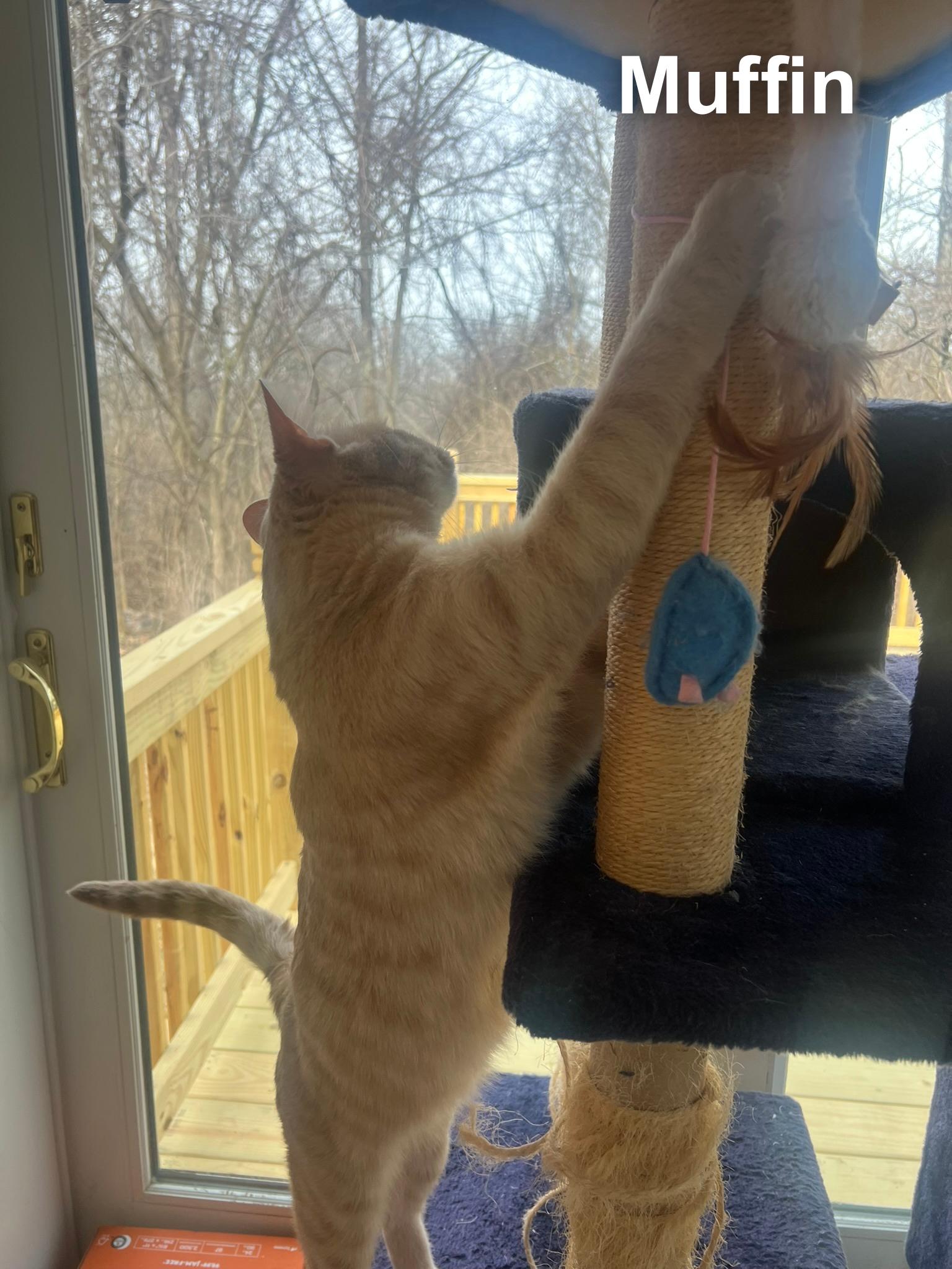 Enlarge Muffin, a ADOPTABLE Domestic Short Hair in Cincinnati , OH image 2/5