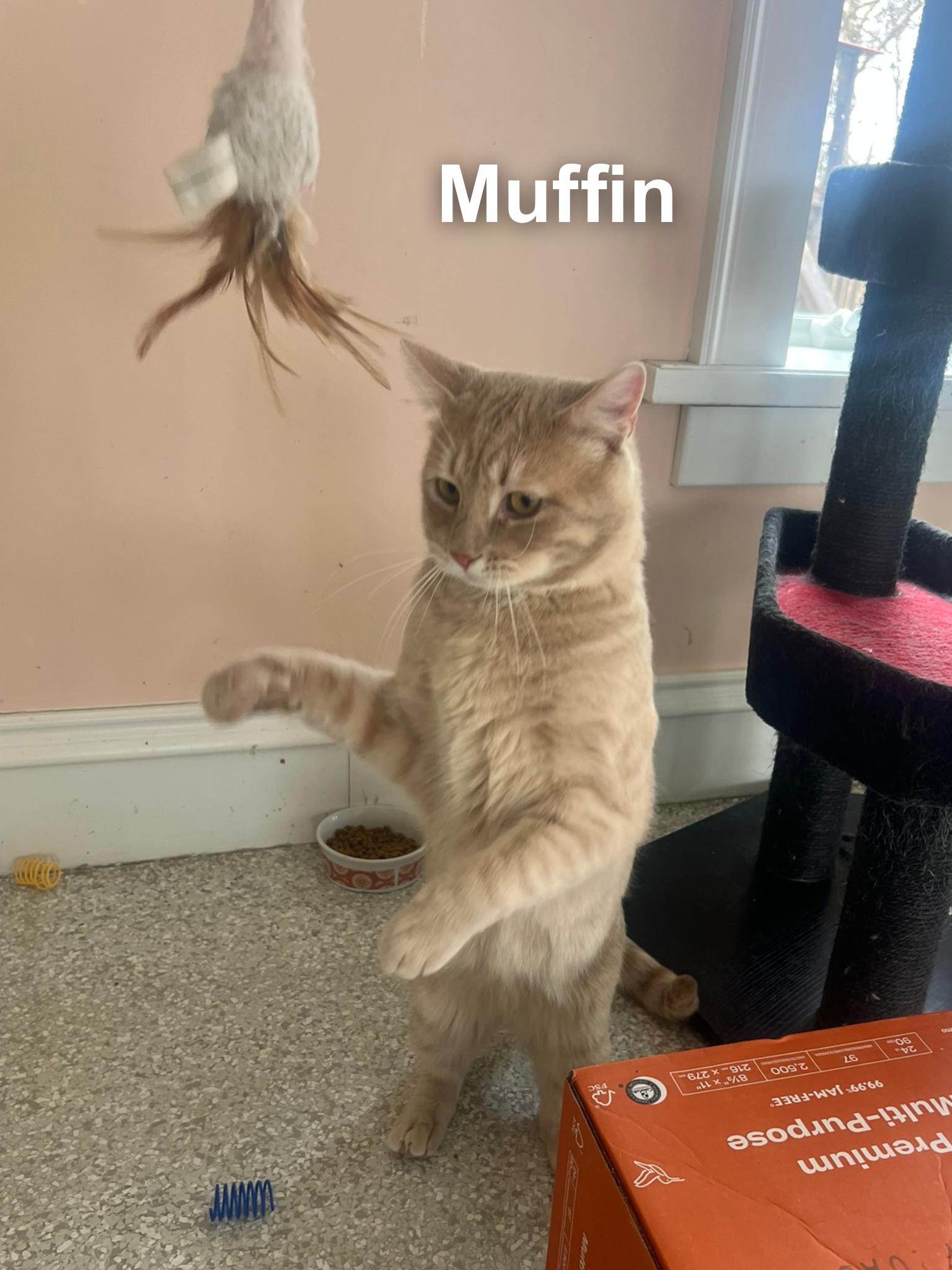 Enlarge Muffin, a ADOPTABLE Domestic Short Hair in Cincinnati , OH image 4/5
