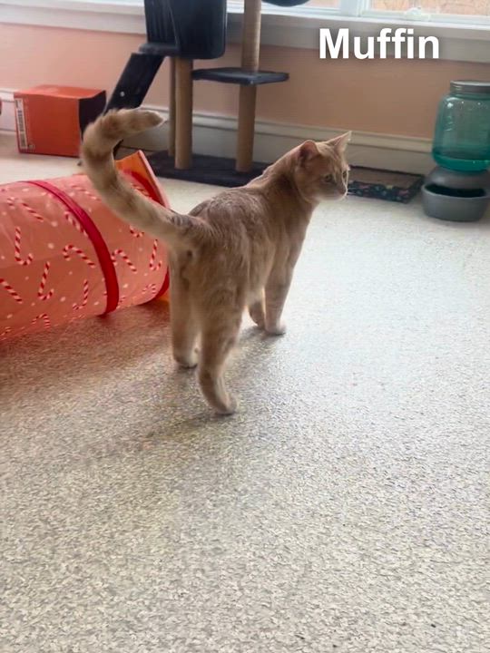 Enlarge Muffin, a ADOPTABLE Domestic Short Hair in Cincinnati , OH video 5/5