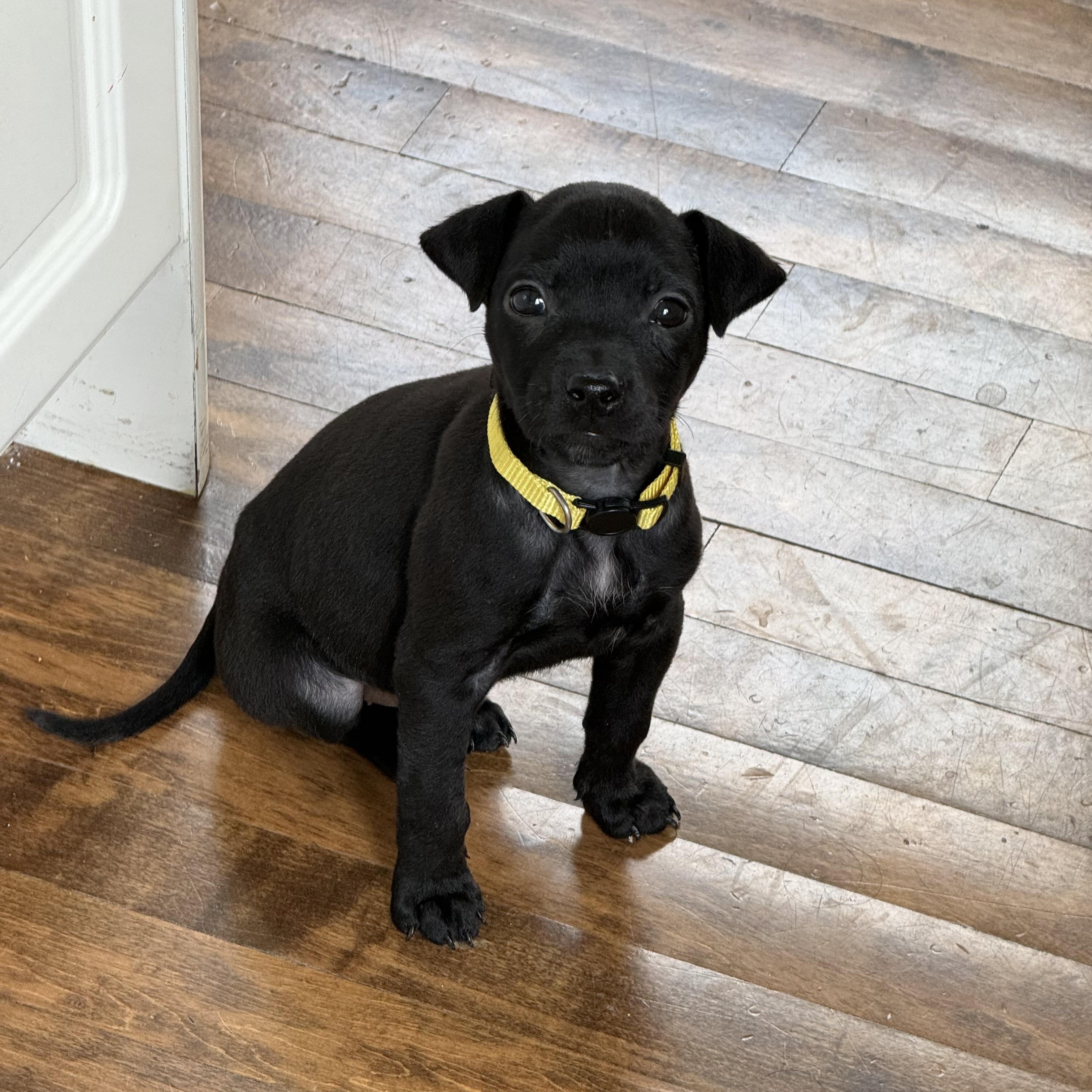 Bee (In Foster), a Adoptable mixed breed in Minooka, IL image 2/6