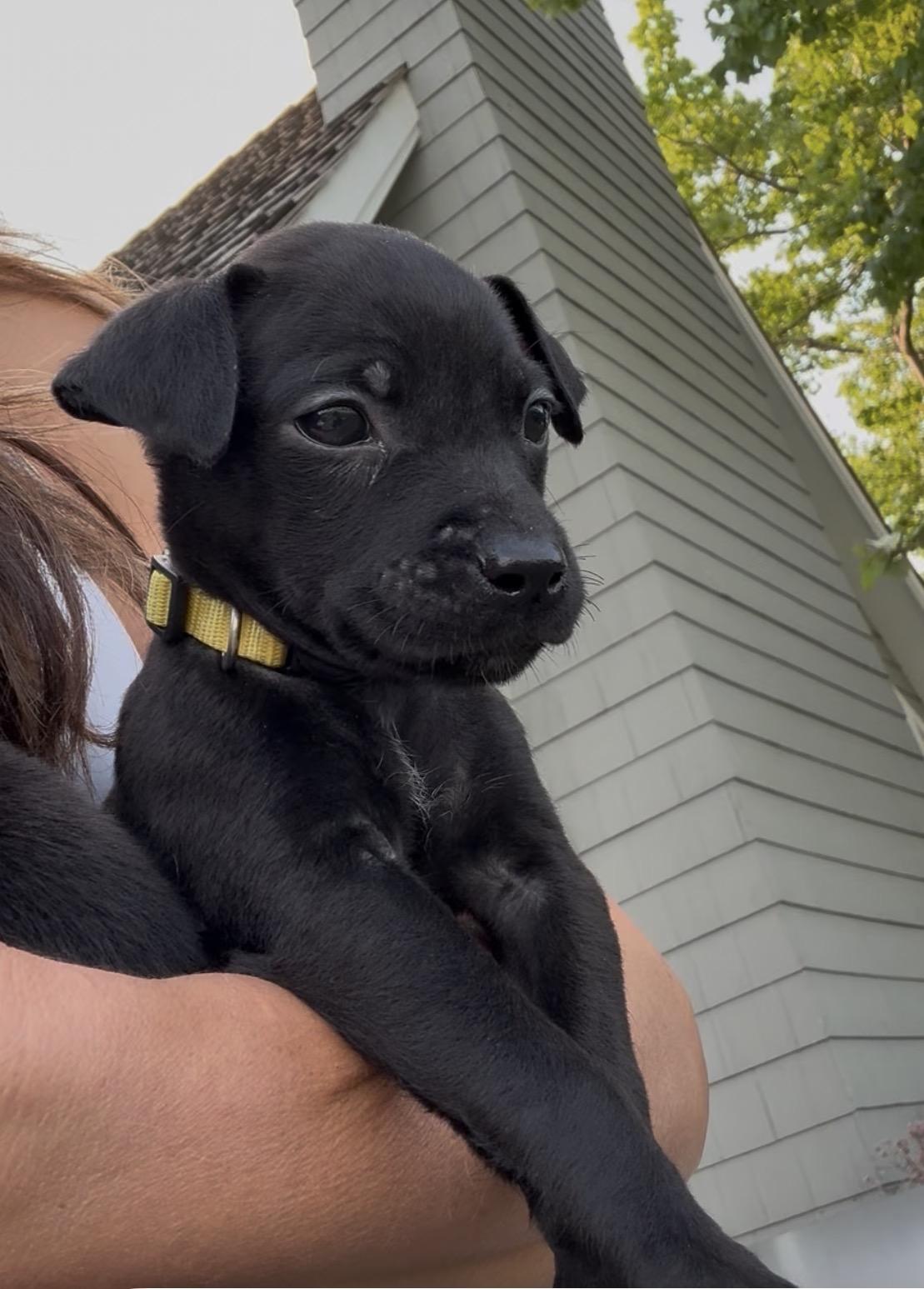 Bee (In Foster), a Adoptable mixed breed in Minooka, IL image 3/6