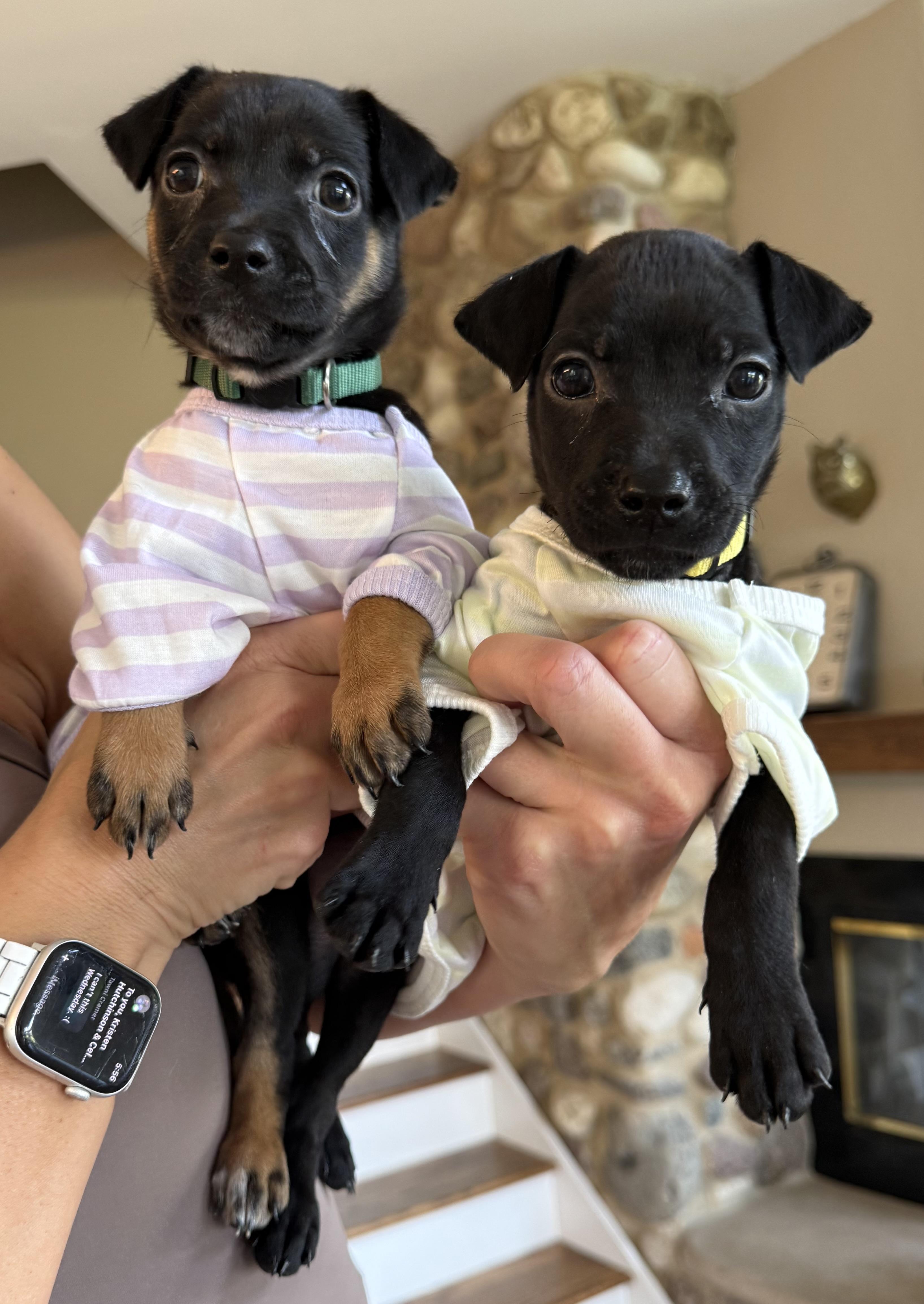 Bee (In Foster), a Adoptable mixed breed in Minooka, IL image 4/6