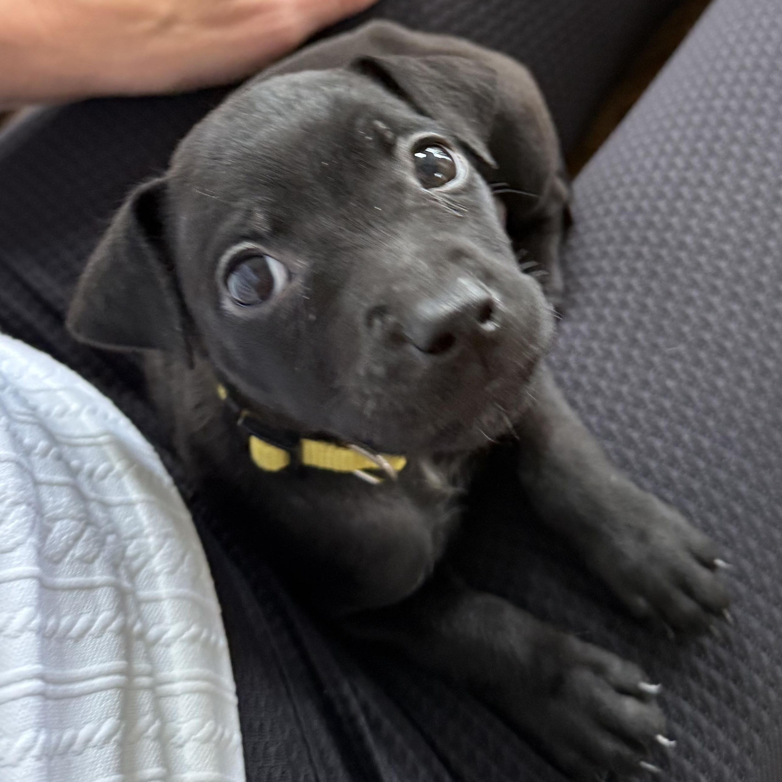 Bee (In Foster), a Adoptable mixed breed in Minooka, IL image 1/6