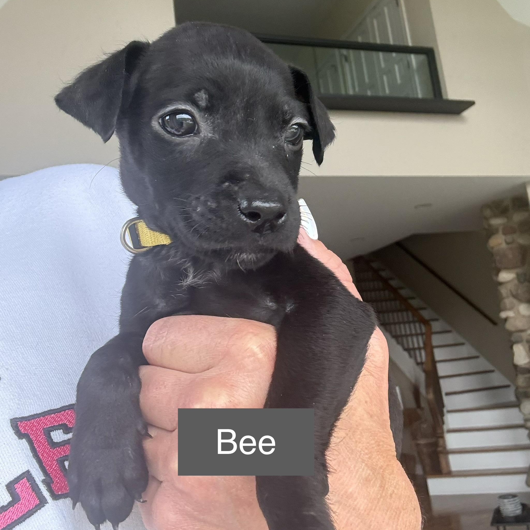 Bee (In Foster), a Adoptable mixed breed in Minooka, IL image 5/6
