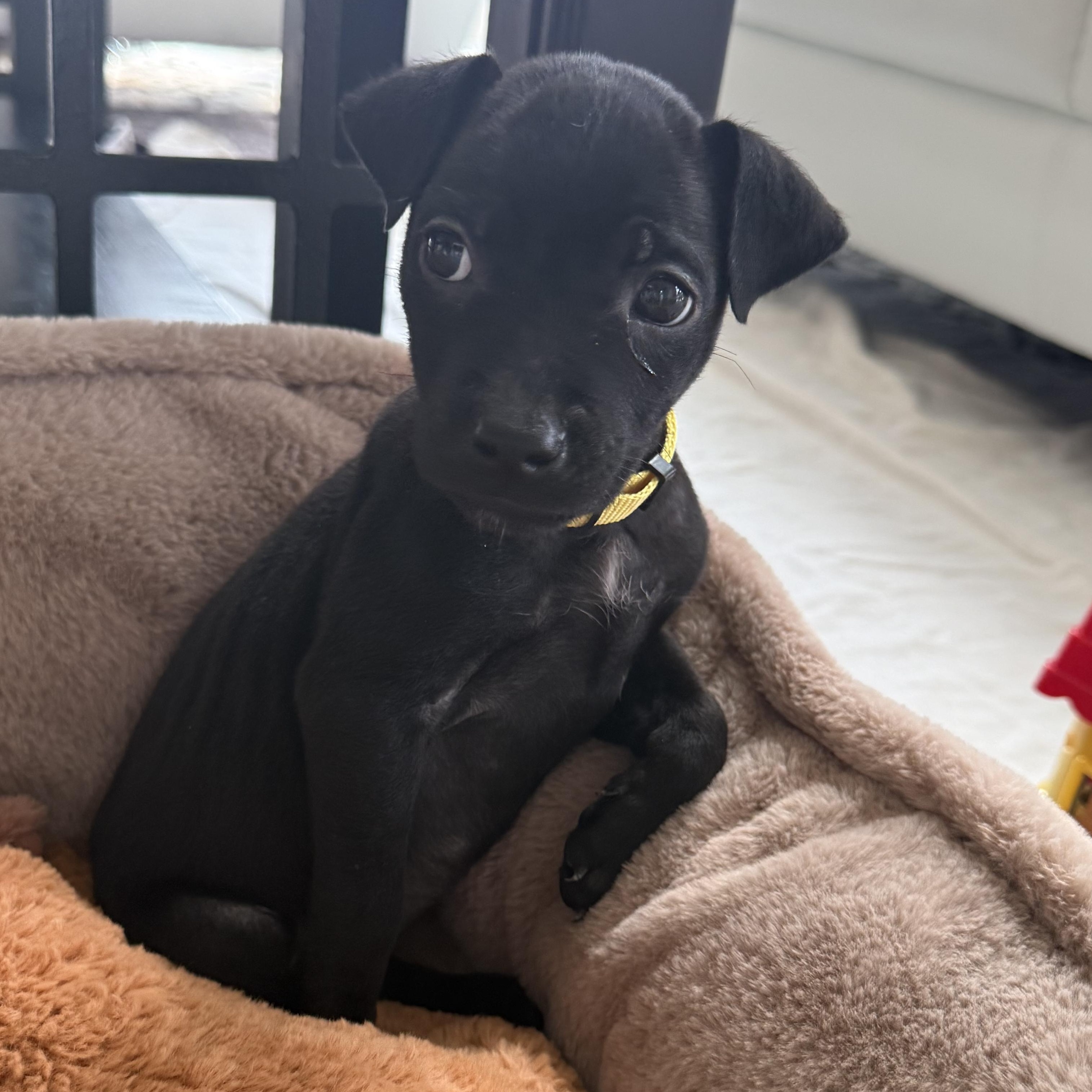 Bee (In Foster), a Adoptable mixed breed in Minooka, IL image 6/6