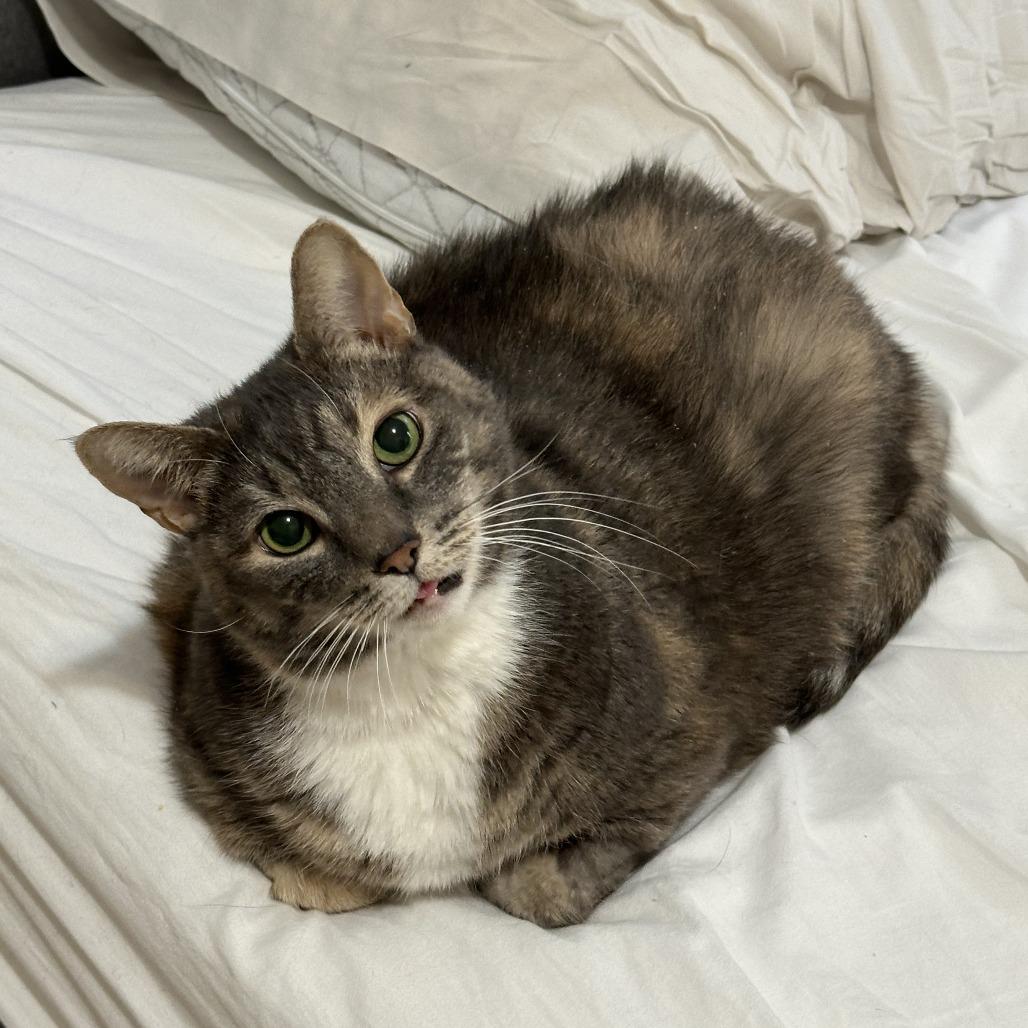 Enlarge Jalapeno Popper, a Adoptable Domestic Short Hair in New York, NY image 1/6