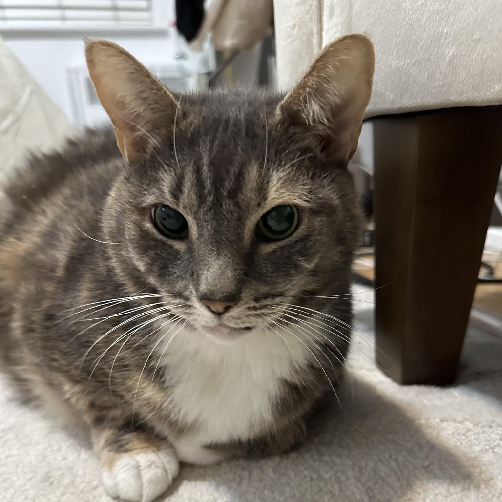 Enlarge Jalapeno Popper, a Adoptable Domestic Short Hair in New York, NY image 2/6