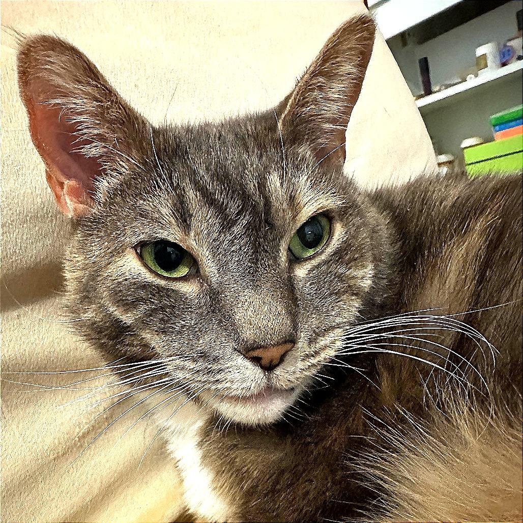 Enlarge Jalapeno Popper, a Adoptable Domestic Short Hair in New York, NY image 3/6