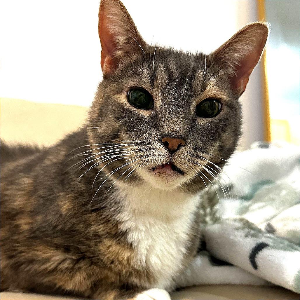 Enlarge Jalapeno Popper, a Adoptable Domestic Short Hair in New York, NY image 4/6
