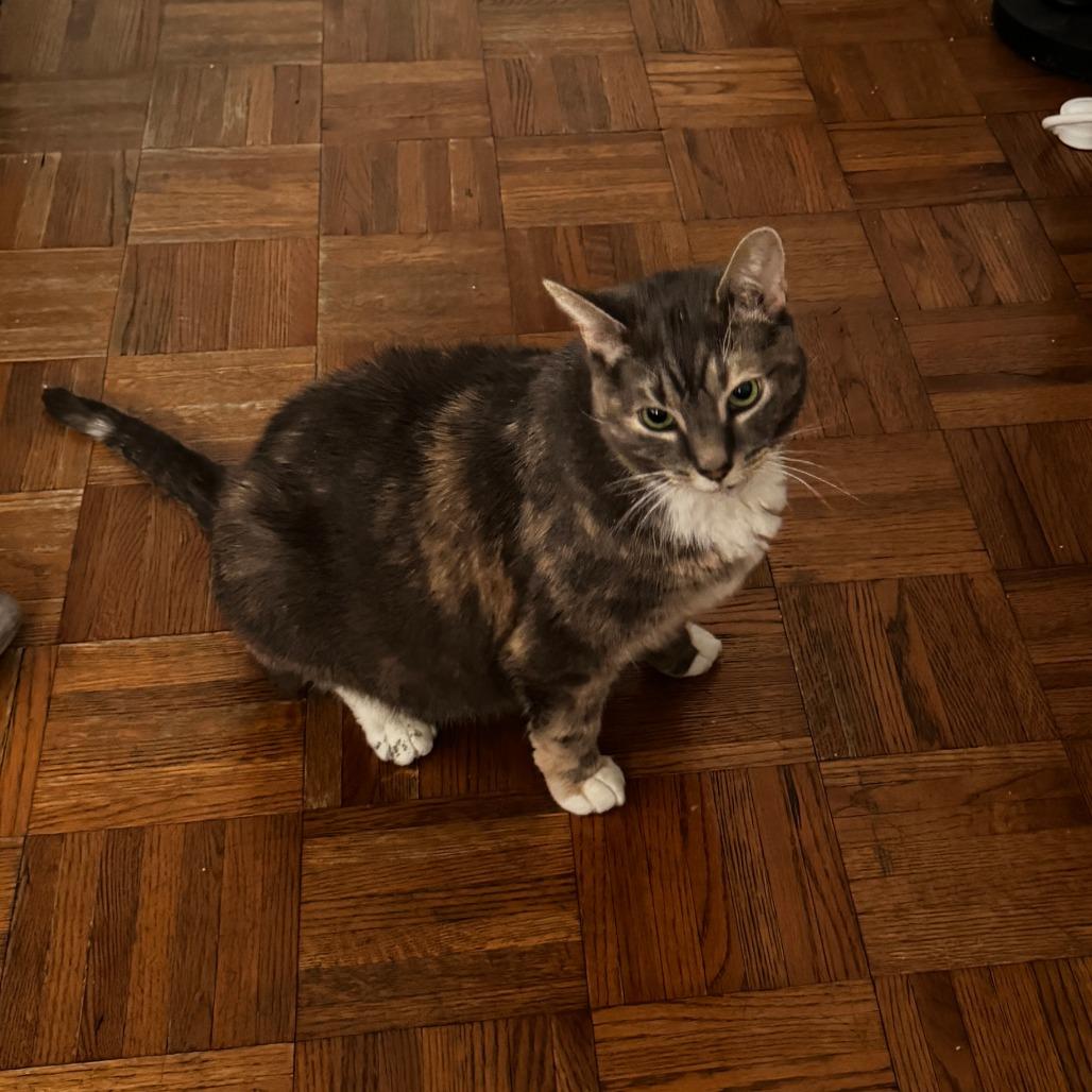 Jalapeno Popper, a Adoptable Domestic Short Hair in New York, NY image 3/6