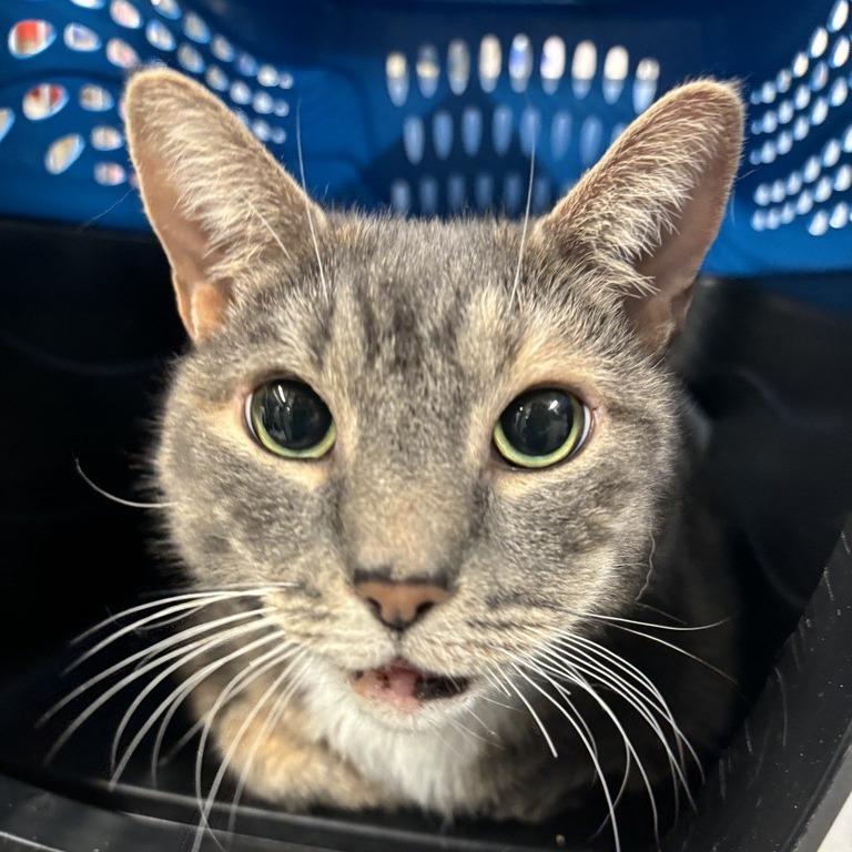 Enlarge Jalapeno Popper, a Adoptable Domestic Short Hair in New York, NY image 5/6