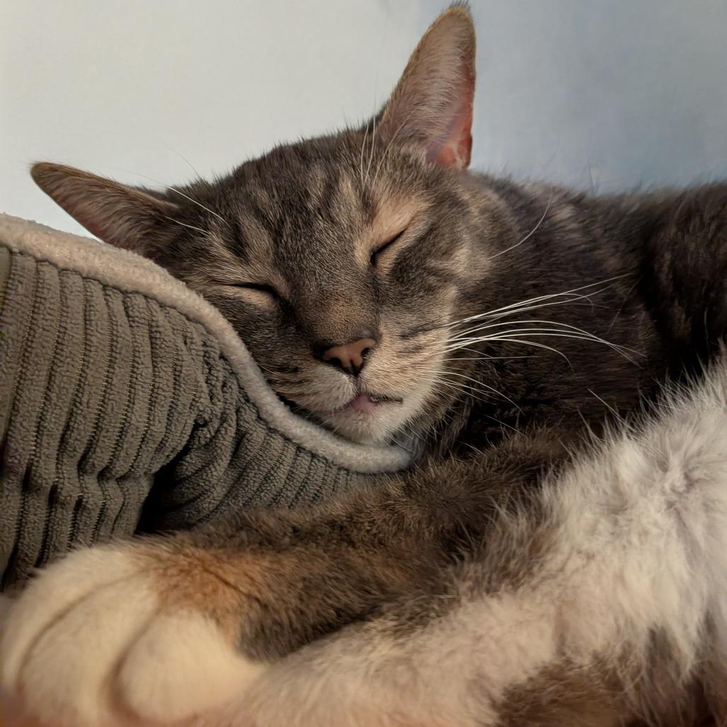Jalapeno Popper, a Adoptable Domestic Short Hair in New York, NY image 4/6