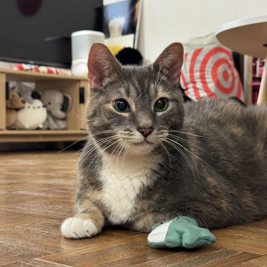 Enlarge Jalapeno Popper, a Adoptable Domestic Short Hair in New York, NY image 6/6