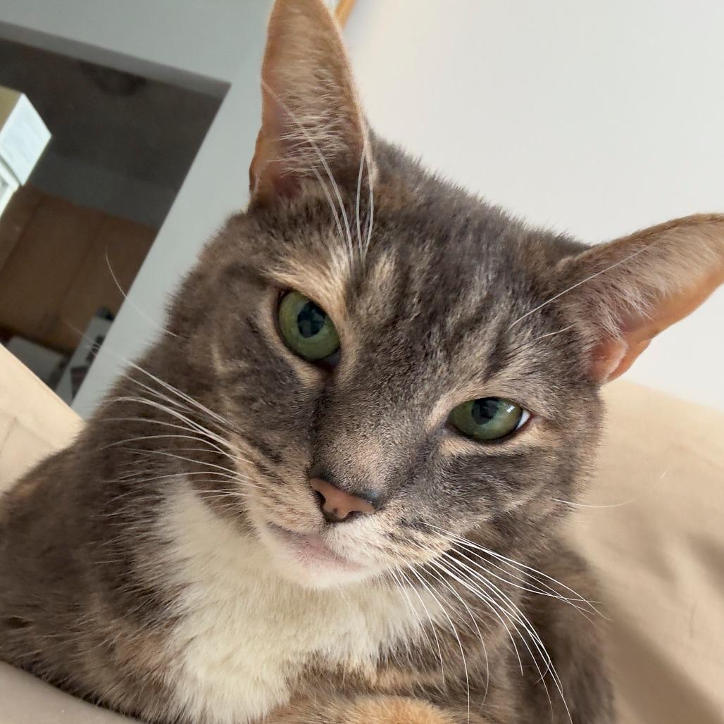 Jalapeno Popper, a Adoptable Domestic Short Hair in New York, NY image 6/6