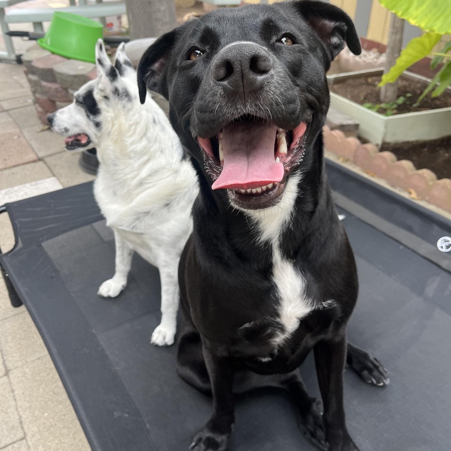 Maggie, an adopted mixed breed in San Diego, CA image 2/5