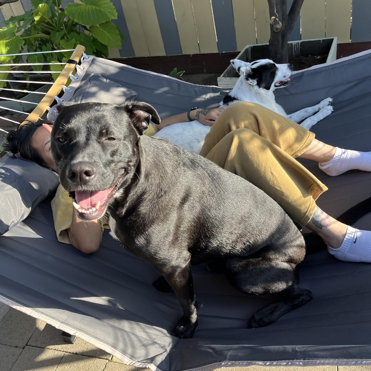 Maggie, an adopted mixed breed in San Diego, CA image 5/5