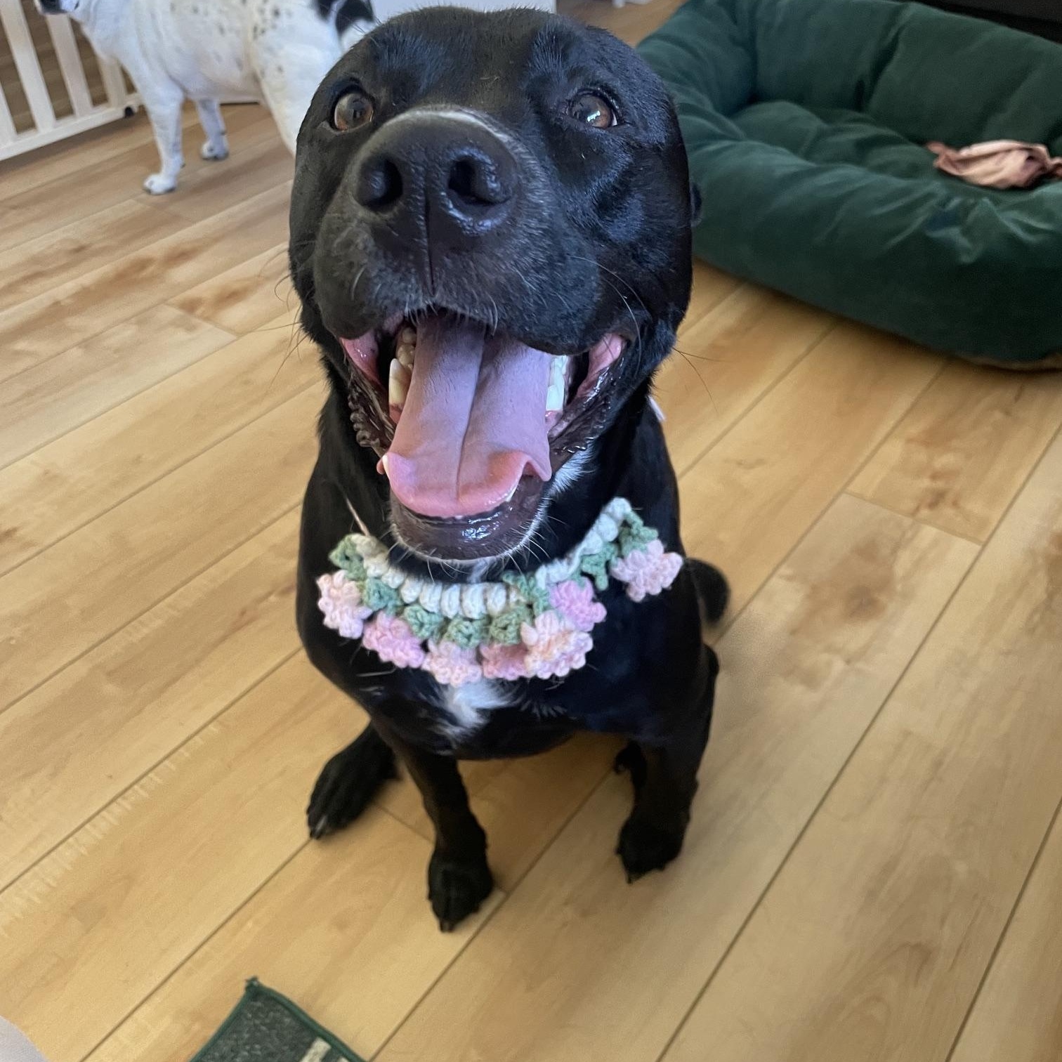 Maggie, an adopted mixed breed in San Diego, CA image 1/5