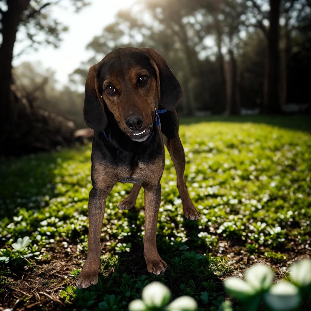 Shamrock, Adoptable, Adult Male Black and Tan Coonhound & Mixed Breed.
