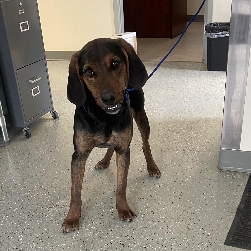 Enlarge Shamrock, a Adoptable mixed breed in Galax, VA image 1/1