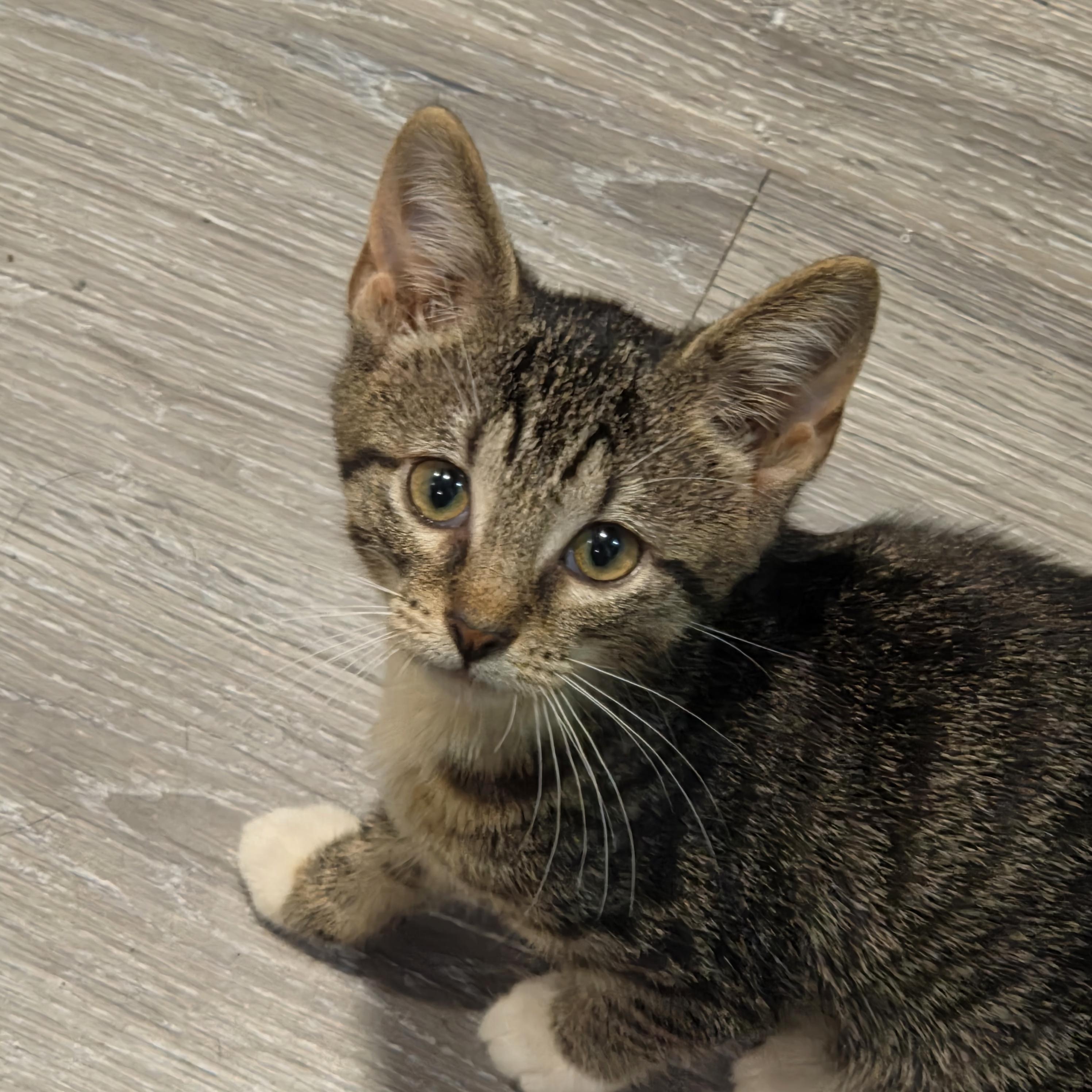 Enlarge Zosia, a Adoptable Domestic Short Hair in Chicago, IL image 1/5